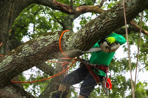 Local Casselberry Tree Services You Can Rely On
