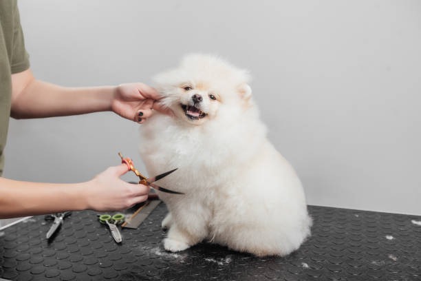 Professional Pet Grooming Port St Lucie Pet Owners Love